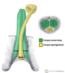 Anatomie penisu (zdroj: Teach Me Anatomy)