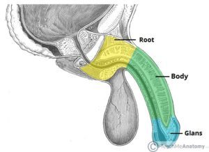 Anatomie postranního pohledu penisu (zdroj: Teach Me Anatomy)