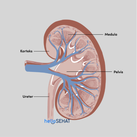 anatomie ledvin