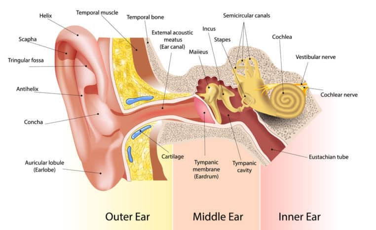 část ucha