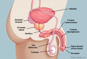 Anatomie penisu vypadá na stranu (zdroj: WebMD)