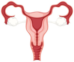 ženský reprodukční systém