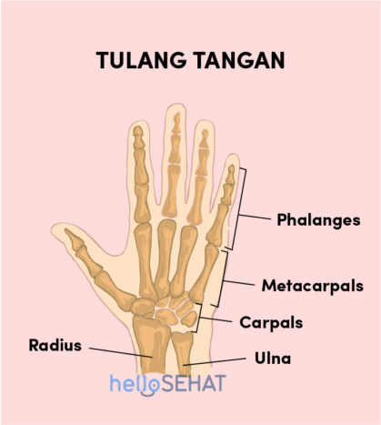 ruční obrázek kosti ruky