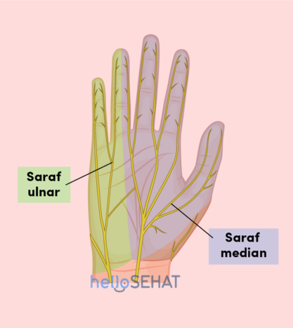 obrázek ruka - mediánového ulnárního nervu