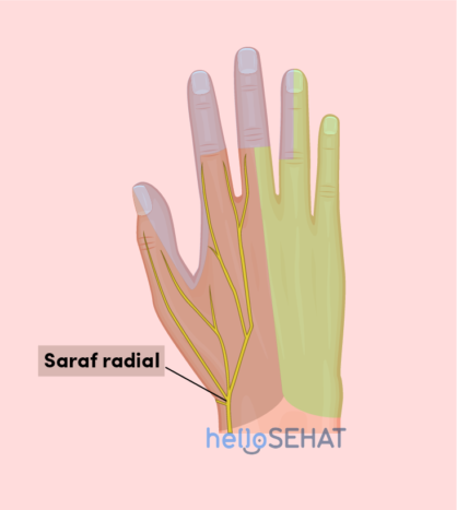 obraz ruky - radiální nerv