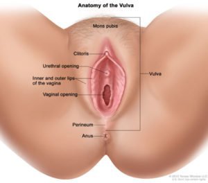 Vypadá venku a vulva (zdroj: Naše těla)